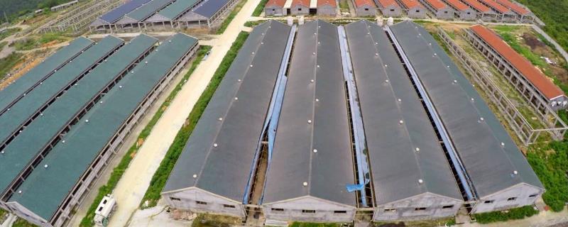 养殖业做什么项目比较好，哪些市场需求量大且养殖效益比较好