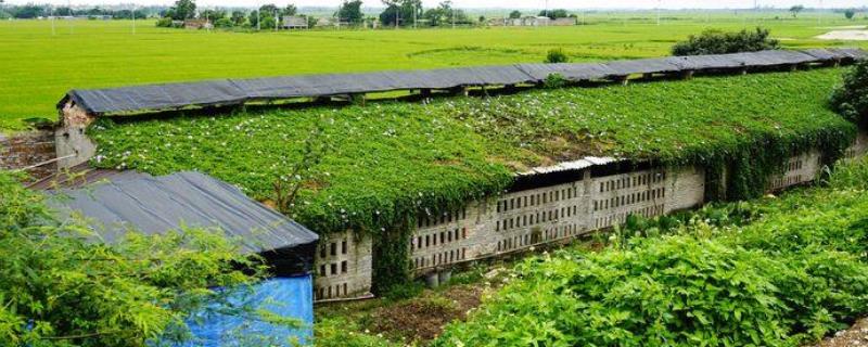 农村养殖什么比较容易养殖，而且还有哪些市场前景好销路广的品种