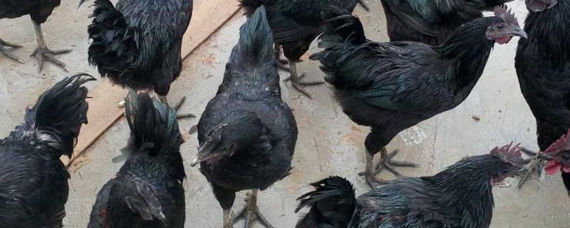 养殖绿壳蛋鸡的市场前景究竟怎么样，到底具有哪些突出的养殖优势