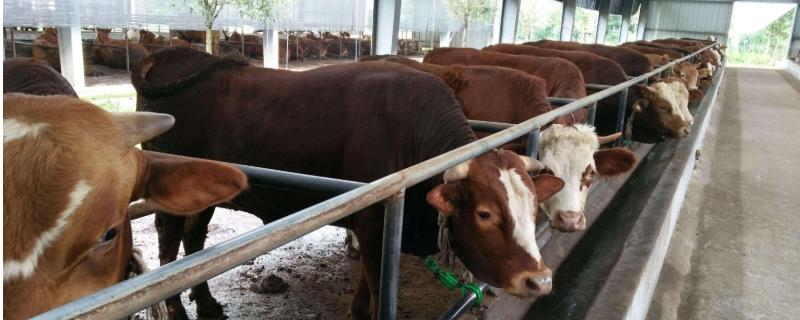 怎样才能通过科学养牛获得更大的利润，目前是以圈养还是散养为主呢