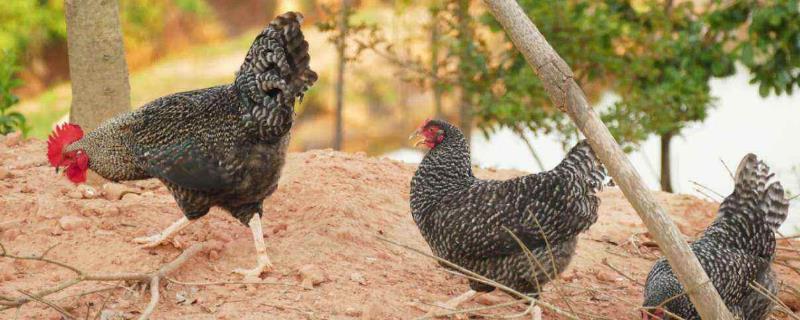 芦花鸡的养殖前景究竟如何，再看一看它的养殖风险有哪些