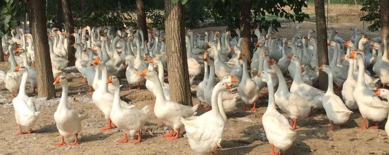 今年四个适合农村的养殖致富项目有哪些呢