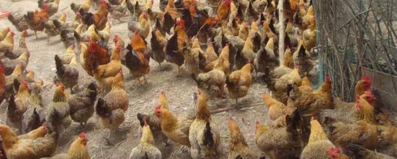 虫子鸡养殖前景深度分析，它的主要养殖优势有哪些