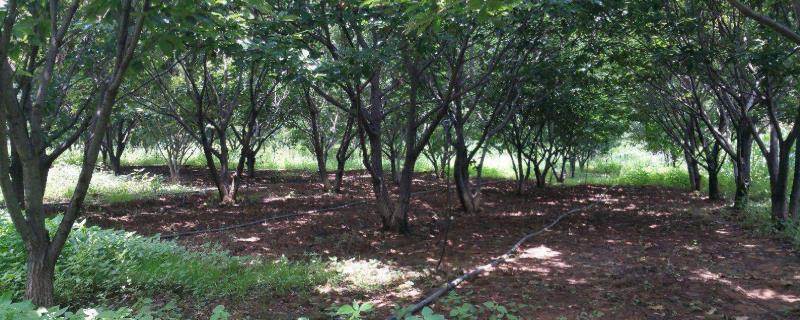 农村养殖好项目具体有哪些，既要投入成本低又要经济收益高