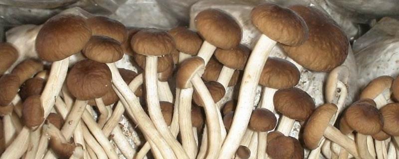 新鲜茶树菇目前市场价格是多少钱一斤，平常应该如何妥善保存以及具体选购方法