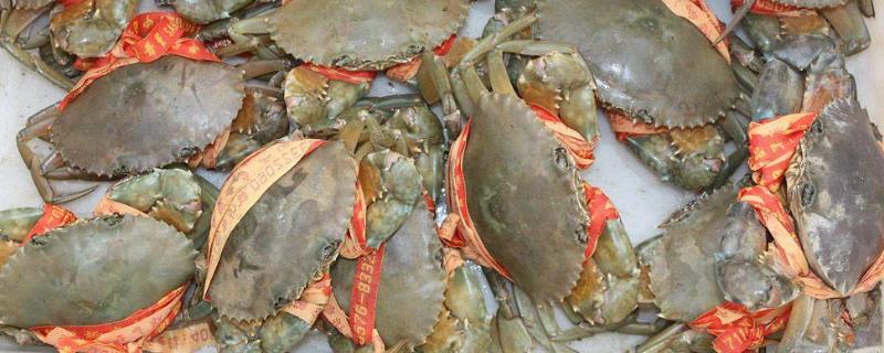 三门青蟹现在的市场价格是多少钱一斤，它具体的上市时间是什么时候以及挑选方法