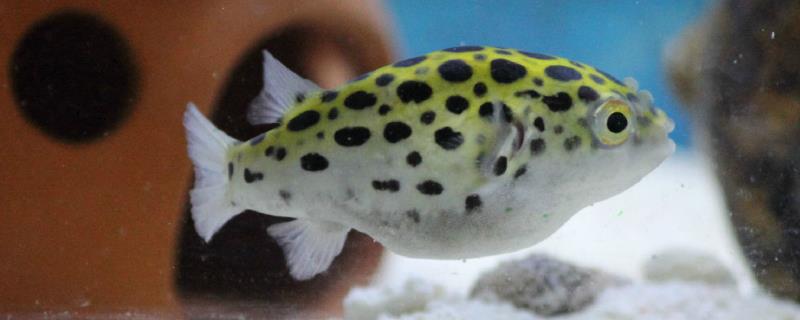 绿河豚该如何正确饲养，它们更适宜在ph值7-8的弱碱性水质环境中生长