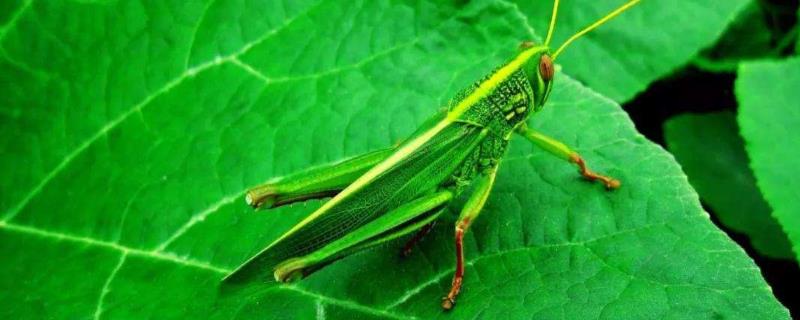 养一亩蚂蚱的利润具体有多少，投入成本一共需要多少钱