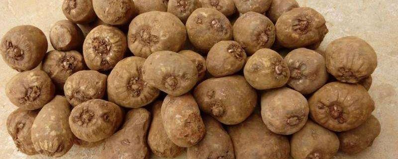 魔芋种子目前大约多少钱一斤，现在的市场行情如何以及哪些因素会影响其价格