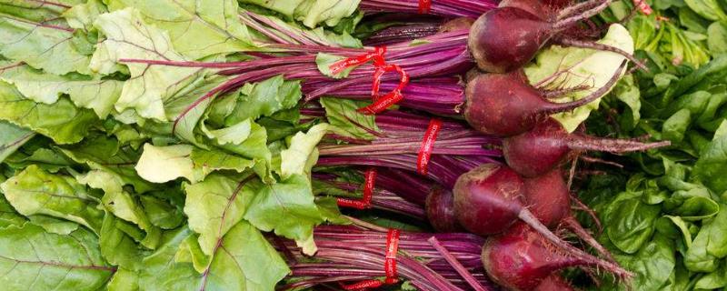 甜菜现在的市场价格是多少钱一斤，它的种植前景如何以及有哪些功效作用