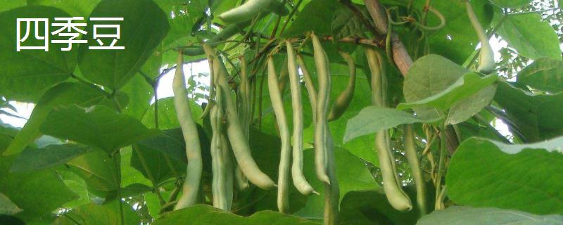 四季豆和豆角之间有什么区别，它们的叶子花朵以及外形都有所不同