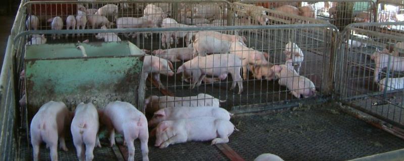 如何预防和治疗猪的各种常见疾病，以及它的具体危害症状有哪些