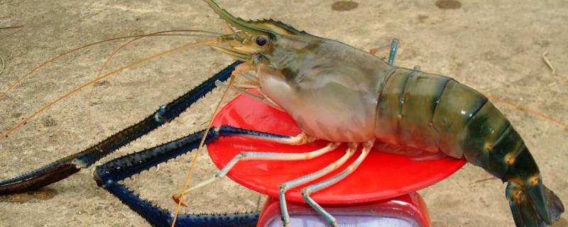 罗氏沼虾现在的市场价格是多少钱一斤，它的养殖前景究竟如何呢