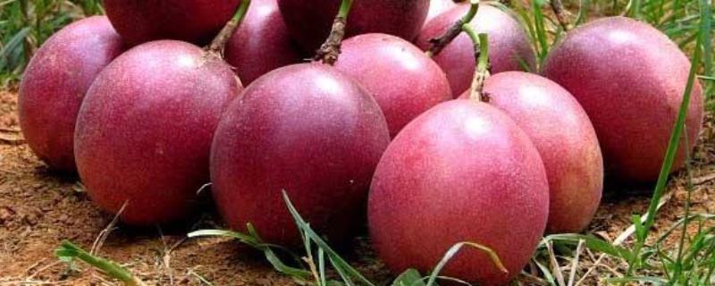 百香果现在一斤的价格是多少，我们又该如何去挑选购买