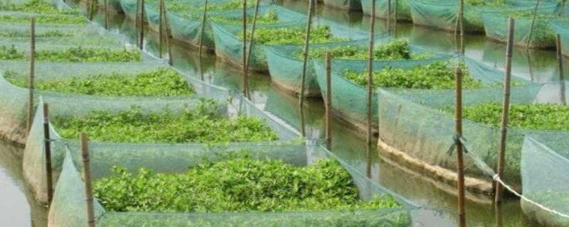 黄鳝养殖场网箱该如何进行搭建，对养殖水体环境具体有哪些要求