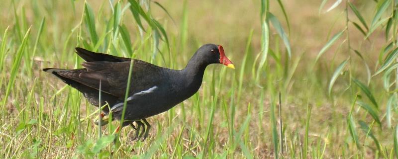 黑水鸡养殖的前景究竟如何，以及具体的利润分析和成本核算