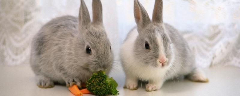 在农村养殖什么品种的兔子比较合适，目前的市场需求量又非常巨大