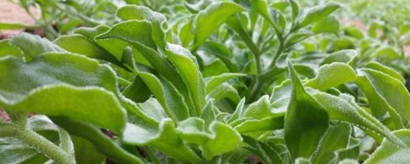 如何掌握冰草种植技术，在进行定植前需要施入适量的磷肥吗