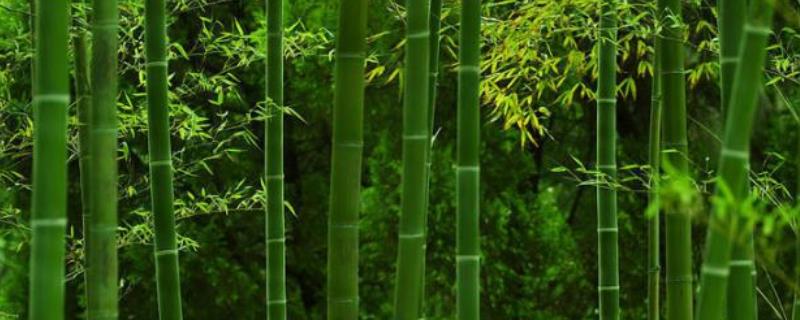 竹子加工成什么产品的利润比较大，竹子具体包含了哪些种类