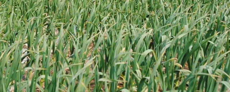 蒜苔的具体种植技术有哪些，后期应该如何进行科学管理