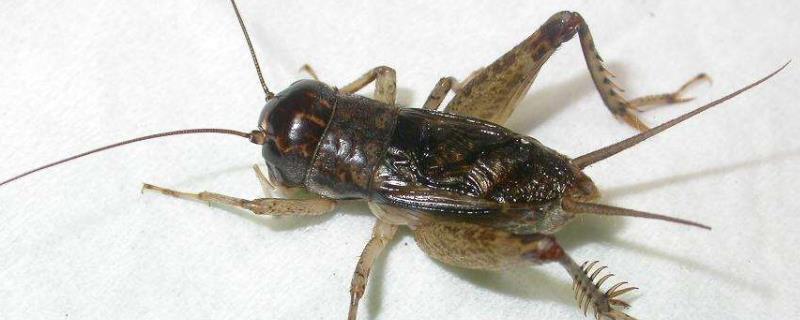 蛐蛐到底是不是蟋蟀呢，它们平时都有哪些生活习性呢