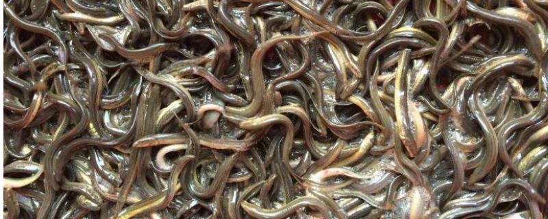 泥鳅养殖利润具体有多少，附带详细的成本分析介绍