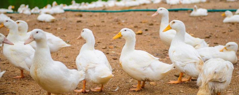 养鸭子到底能不能赚到钱，目前的利润空间究竟怎么样