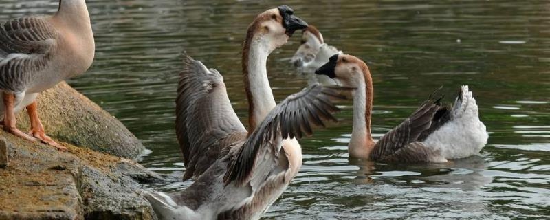 狮头鹅目前的市场价格是多少钱一斤，狮头鹅的科学养殖方法有哪些