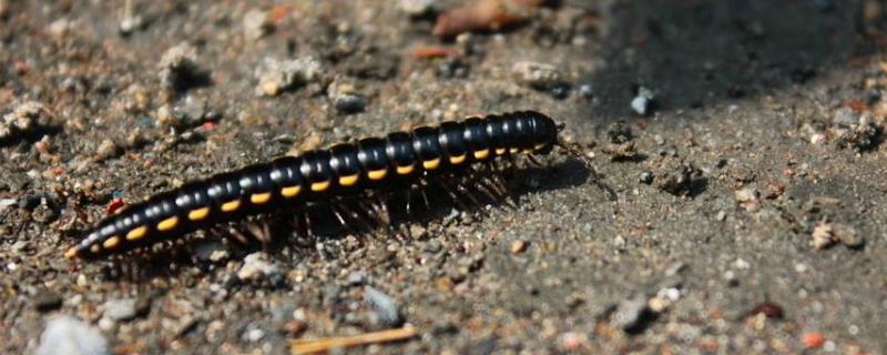 马陆虫该如何才能够彻底消灭，马陆虫身体到底有没有毒性