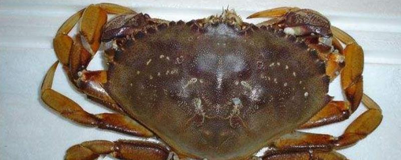 面包蟹的产地究竟在哪里，目前面包蟹市场价格大概是多少