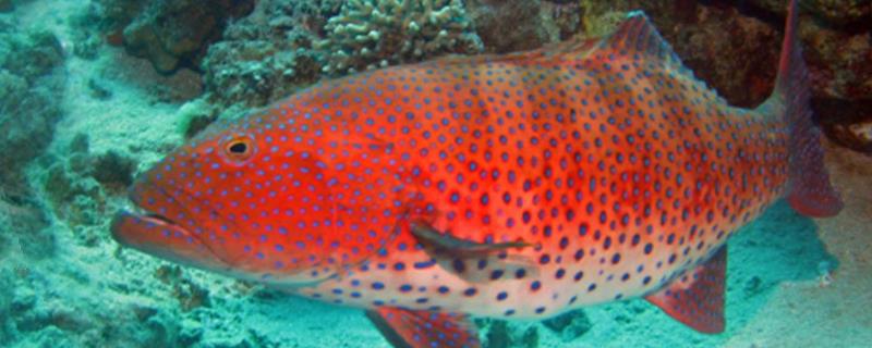 东星斑目前的市场价格是多少钱一斤，东星斑有哪些科学的养殖技术方法