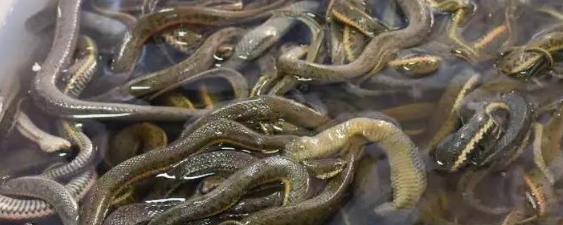 泥蛇（水蛇）一斤的市场价格大概是多少钱，并附上其养殖技术的重要要点