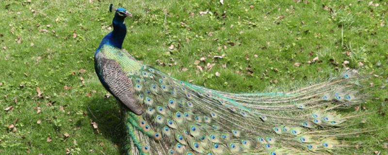 孔雀究竟是不是受保护动物，那么它可不可以进行人工规模养殖