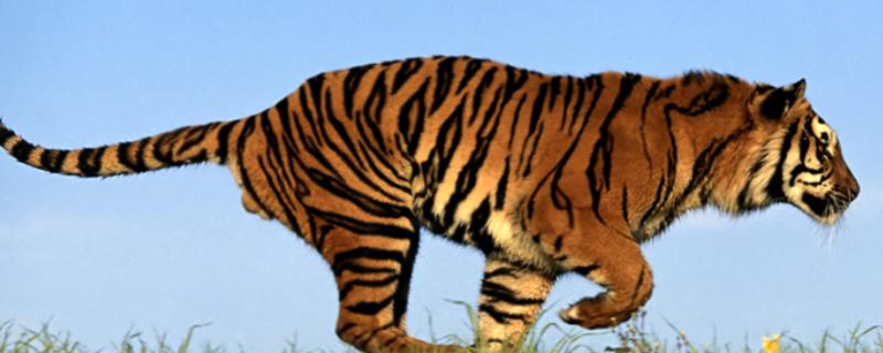 老虎有哪些生活习性，老虎平时都吃什么