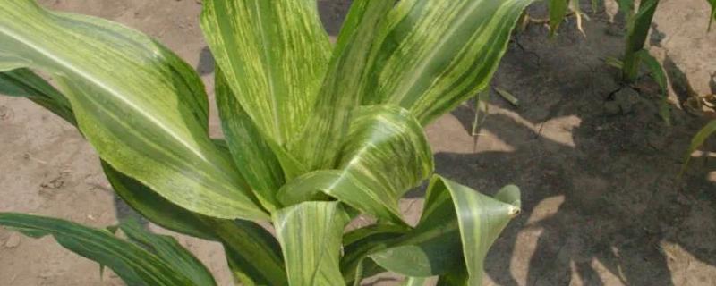 玉米条纹矮缩病的具体症状是什么呢，及其有效的综合防治方法有哪些