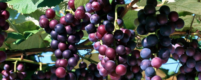 葡萄病虫害应该如何科学防治，以下是详细的防治措施和方法