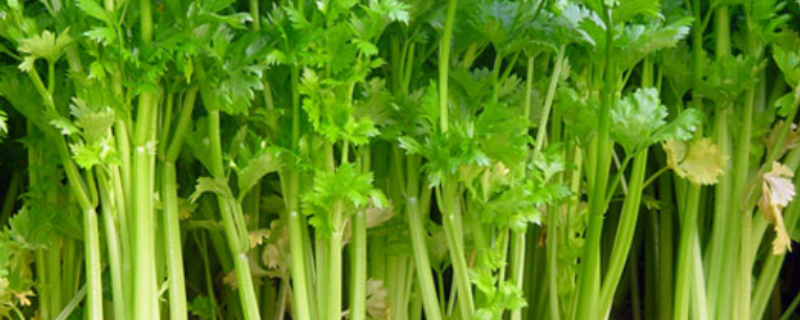 种植西芹的技术方法有哪些，具体需要格外注意以下这几个要点