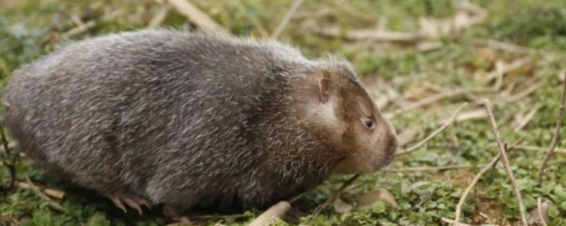 竹鼠排泄出黑色粪便该如何进行应对，这种竹鼠主要分布在哪些省份区域