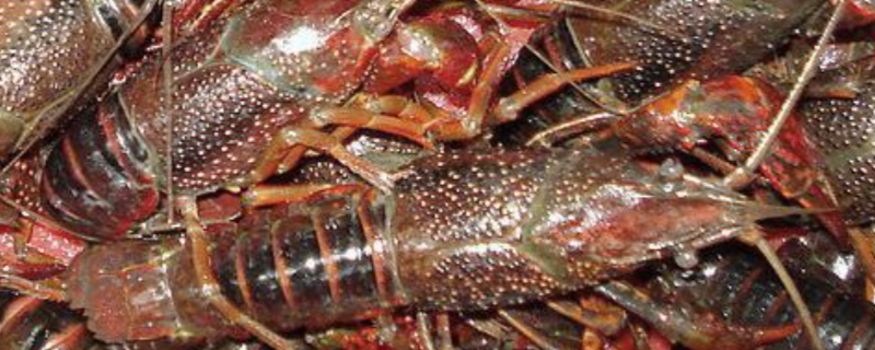 进行龙虾养殖具体需要准备多少投资成本，目前主要是投入在哪些具体方面呢