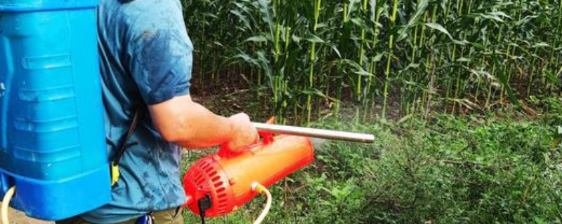 灵斯科丹除草剂到底该如何正确使用，在什么时间点施用除草效果会更好