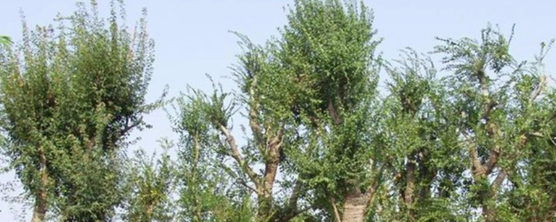 朴树到底是常绿乔木还是落叶乔木，它的主要价值包括哪些部分