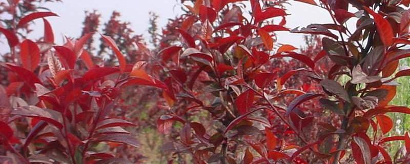 紫叶李的修剪方法有哪些，它的具体生长习性是什么呢