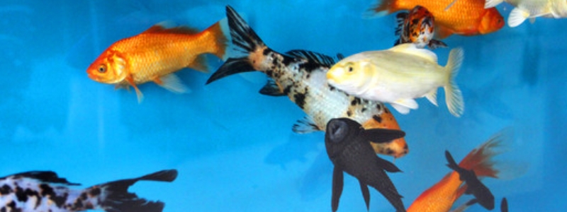 鱼类的繁殖方式究竟是卵生还是胎生，它们具体又是如何进行繁殖的