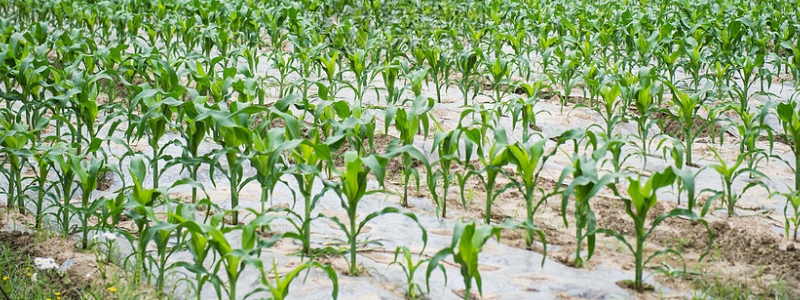 在什么时候给玉米打农药效果才是最好的，这里附带玉米的基本情况介绍与日常施肥要点