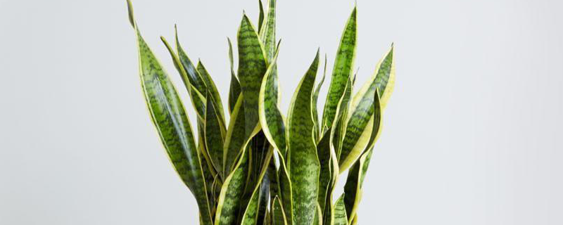 如何更高效地养殖白玉虎皮兰，其中的关键技术要点具体有哪些