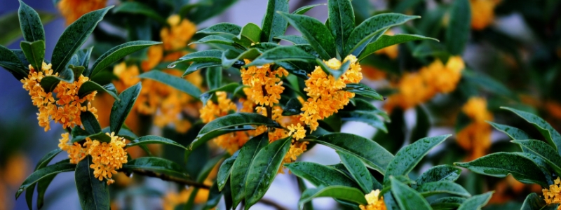 八月桂树苗的市场价格大概是多少钱一棵，栽种之后具体需要经过多久才能够开花