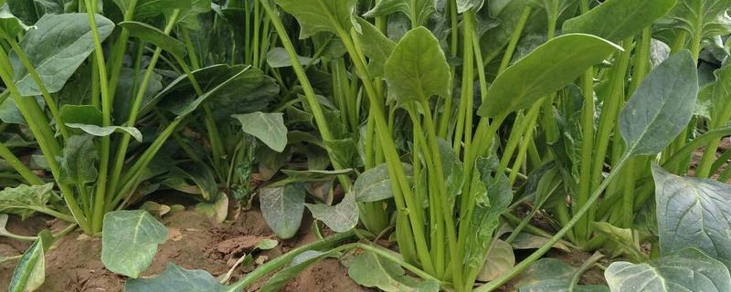 越冬菠菜在什么时候播种，还有它的生长习性