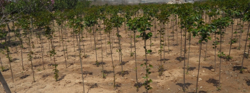 樱花树苗具体应该怎么种植，它在生长过程中的技术要点有哪些