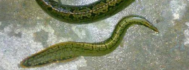 刀鳅鱼有哪些具体的养殖方式，刀鳅鱼在稻田养殖中的关键要点有哪些