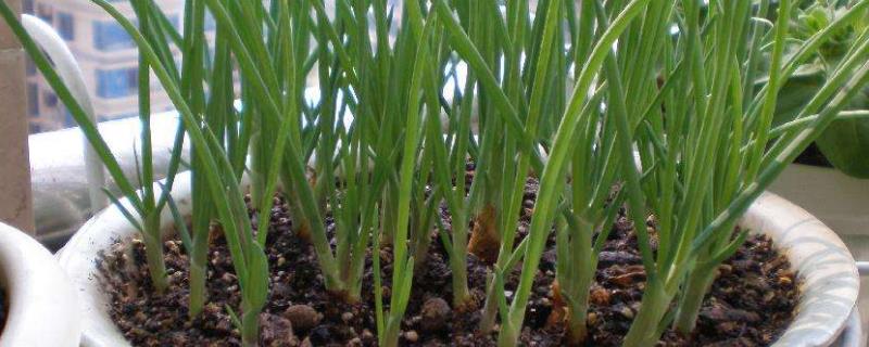 用花盆栽种小葱的具体方法，居家盆栽小葱采食时的注意事项